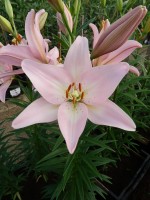 [4101 Party Diamond DJ No02.JPG]